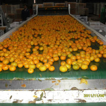 Vente chaude au Bangladesh Market Fresh Baby Mandarin Orange